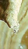 Water on stalagmite